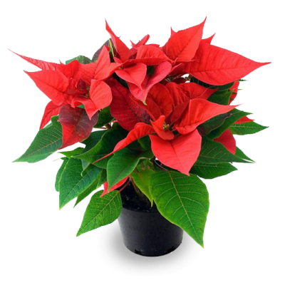Pascuero-poinsettia-planta-ornamental-verdponiente Pascuero-poinsettia-planta-ornamental-verdponiente